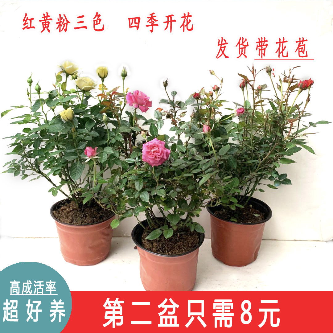 木本月季花苗盆栽室外观花卉玫瑰蔷薇庭院阳台植物四季开花带花苞