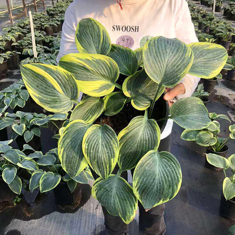 玉簪盆栽花叶进口花卉矮生室内办公客厅耐阴宿根庭院植物四季常青