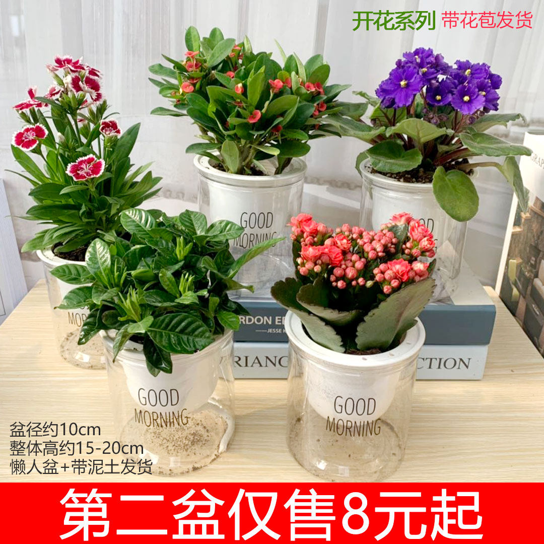 紫罗兰铁海棠石竹栀子花室内外办公阳台客厅庭院盆栽四季开耐养护