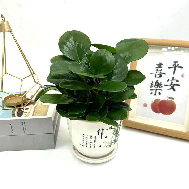 豆瓣绿圆叶客厅四季常青青叶碧玉图片