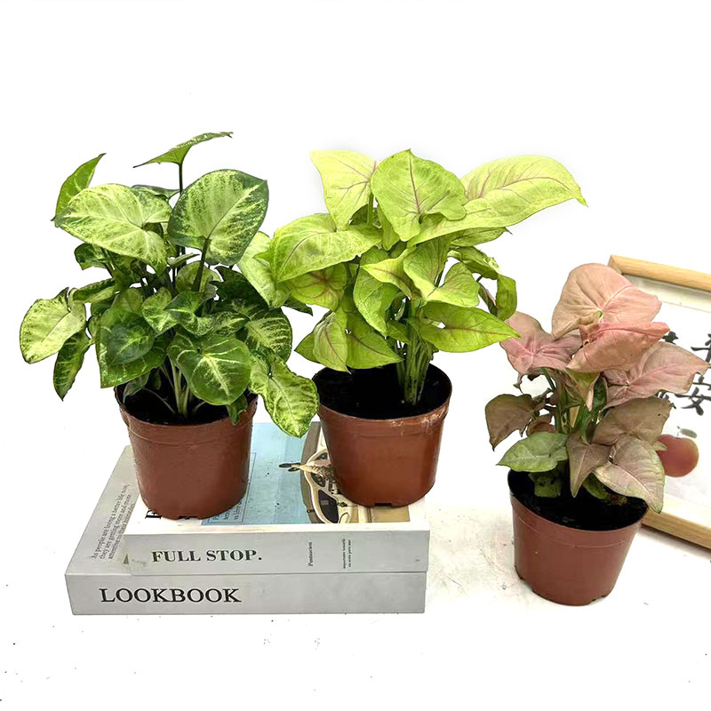 四季常青合果芋客厅好养护观叶