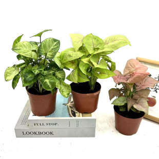 常青观叶彩叶植物 绿精灵盆栽苗黄金童子合果芋苗室内桌面客厅四季