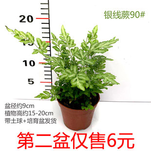 夏雪银线蕨小盆栽蕨类室内外庭院桌面观叶植物易养护净化空气花卉
