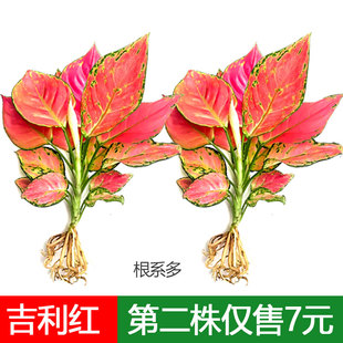 吉利红盆栽小苗水培如意皇后大颗室内办公桌摆四季常青绿植禾森园