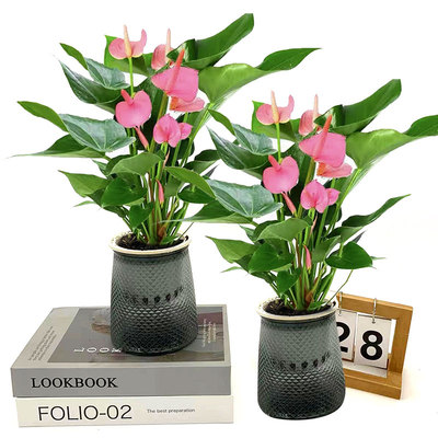 粉掌盆栽室内办公桌面客绿植