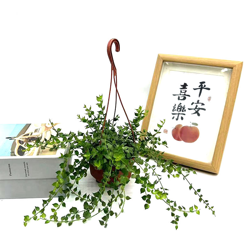 百万心吊兰盆栽猪笼草爱之蔓佛珠室内外客厅阳台四季常青悬挂植物