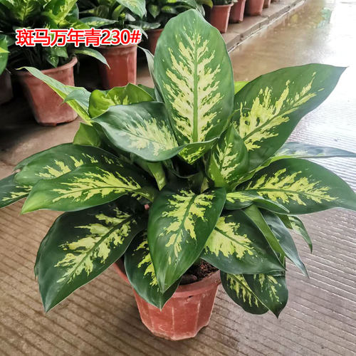 斑马万年青盆栽花叶银皇后室内