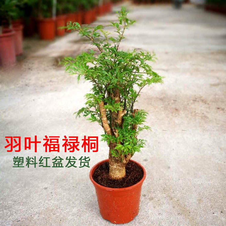 羽叶福禄桐盆栽植物花卉细叶森桩室内办公室桌面客厅净化空气美观|msdalam kategori penghantaran bunga/bunga simulasi/tumbuhan berkebun, bunga/Tumbuh-tumbuhan tumbuh-tumbuhan pasu (baru), tumbuh-tumbuhan hijau - dari Buy2taobao.com untuk memberikan perkhidmatan ejen Taobao profesional membeli