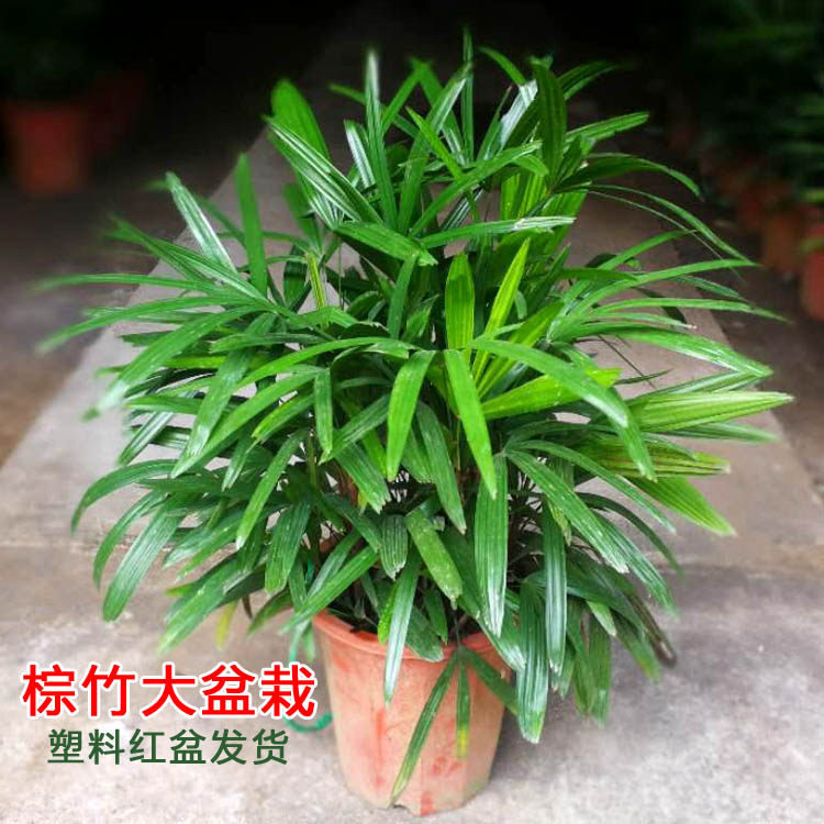 棕竹盆栽广州发货基地直供