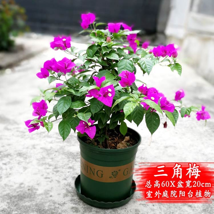 勒杜鹃大盆栽三角梅小苗宝巾花室内阳台庭院园艺花卉四季开花盆景