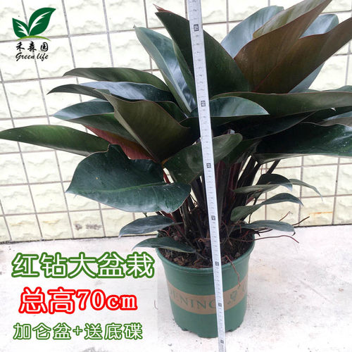 蔓绿绒客厅办公书房高档大叶金钻