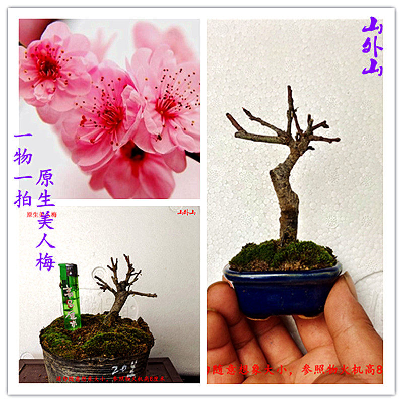 梅花 乌羽玉 乌梅 酒红色 颜色深红 朱砂梅系 盆栽 阳台 盆景树形