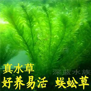 水草价格 水草图片 星期三 水草价格 水草图片 星期三