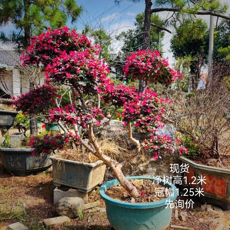 红花继木盆景老桩花卉绿植庭院阳造型盆景