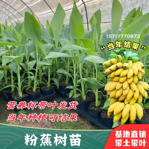 香蕉树苗矮化南北方四季当年结果