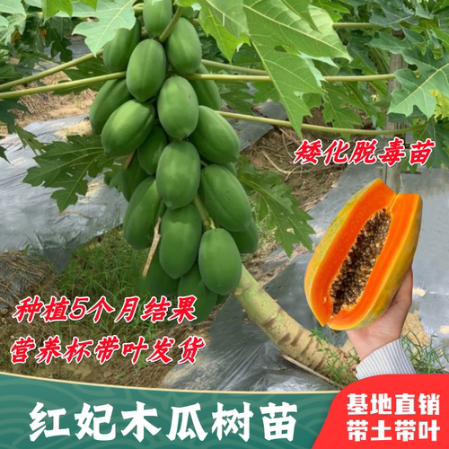 红心木瓜苗矮化特大盆栽当年结果