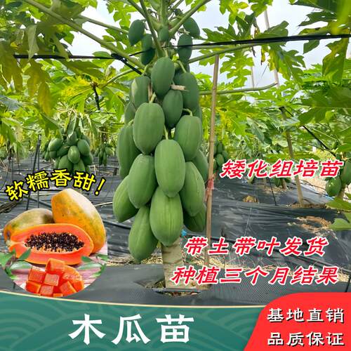 冰糖红心木瓜苗矮化盆栽四季结果