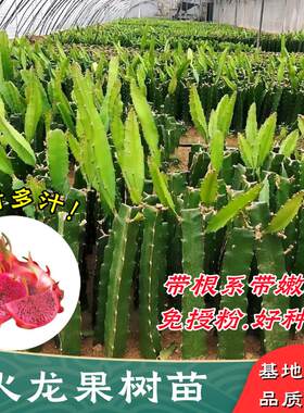南方北方种植盆栽地栽火龙果树苗