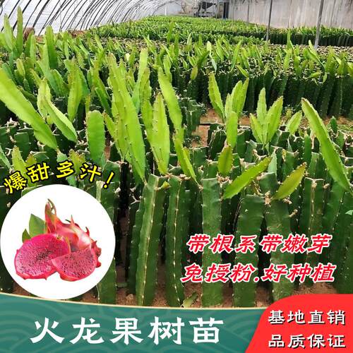 红心火龙果苗盆栽金都一号桂红龙大红龙燕窝黄皮火龙果树苗带根系 - 封面