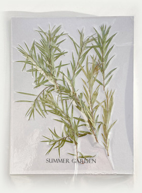 Summer garden 千层金干花押花压花包水晶滴胶diy材料填充封入物