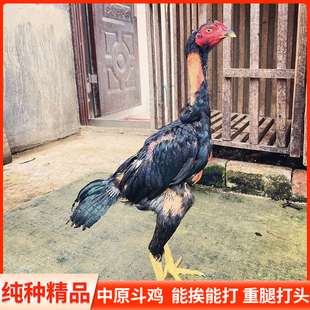越南斗鸡鬼子纯种斗鸡活体宠物中原斗鸡包邮成年斗鸡平头大冠斗鸡