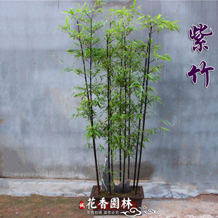 正宗紫竹苗庭院竹子苗绿篱遮挡植物别墅花园景观竹黑竹墨竹盆栽竹