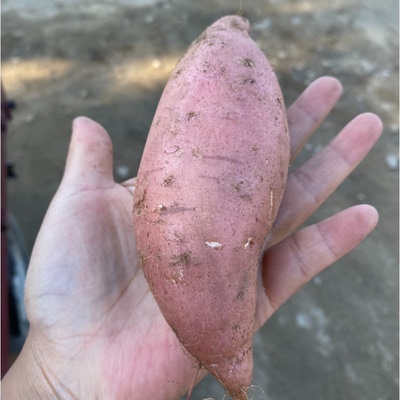 【六月来了】蒙阴特产红薯烟薯（净重4.5斤）