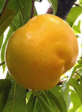 【 牛庆花推荐】 蒙阴黄金油桃黄油桃顺丰包邮