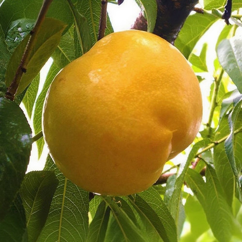 【 牛庆花推荐】 蒙阴黄金油桃黄油桃顺丰包邮