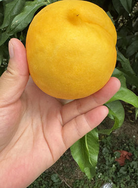 正宗蒙阴黄金油桃新鲜水果当季现摘现发