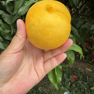 正宗蒙阴黄金油桃新鲜水果当季现摘现发