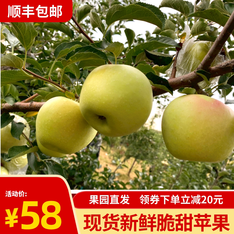 现货正宗山东苹果青苹果明月苹果苹果