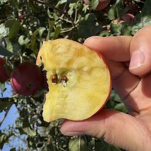 【六月来了】蒙阴脆苹果小蜂蜜 净重九斤 小果