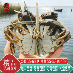 活蟹現(xiàn)貨蘇州陽澄周末大閘蟹鮮活特大螃蟹湖蟹公母任選10只禮盒裝