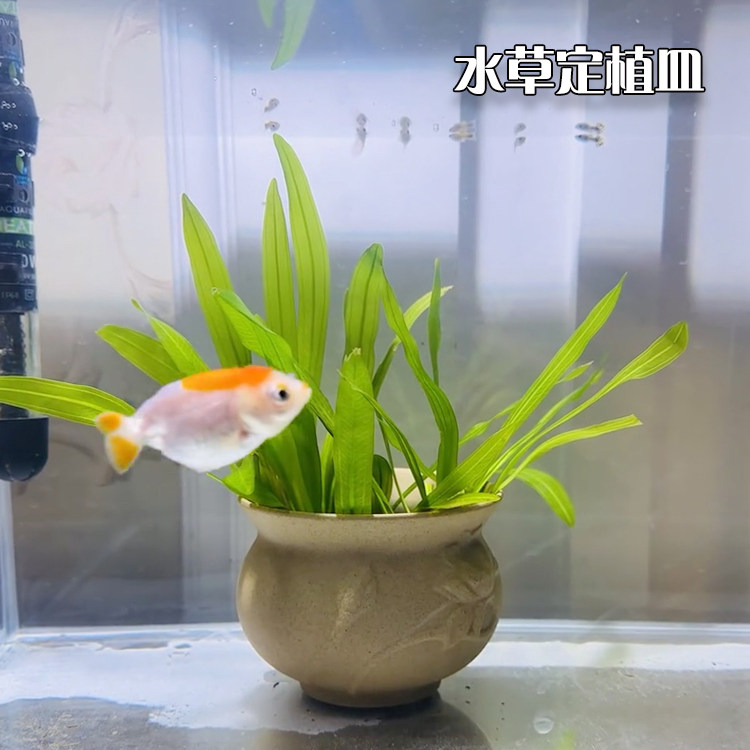水草沉底盆陶瓷花盆花器鱼缸水底摆件定植盆造景装饰种植底座盆篮