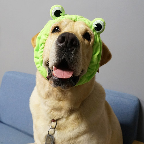 宠物卖萌可爱头套帽子拉布拉多中