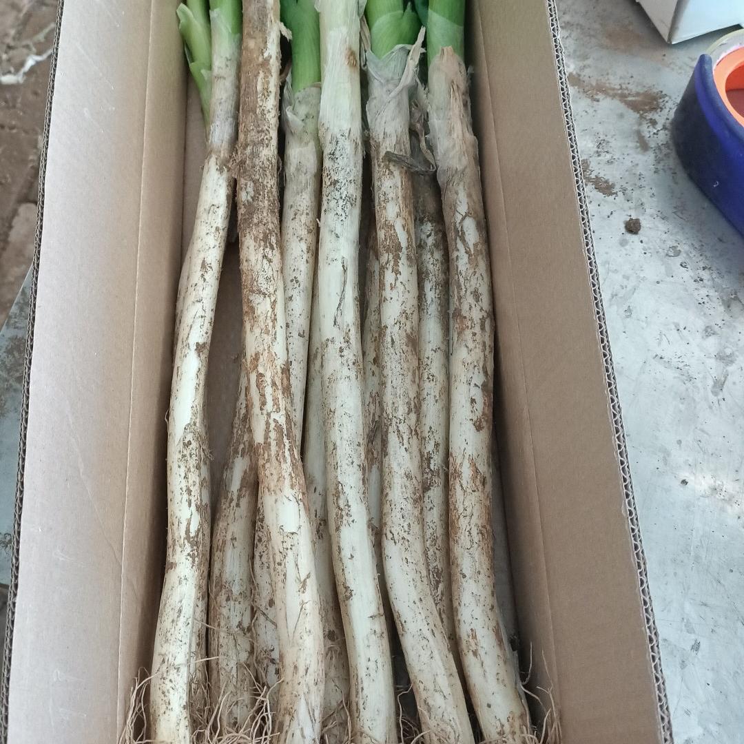 千嘻章丘大葱精选毛葱