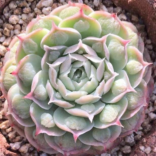 瘤财 瘤子财路 多肉植物景天科  瘤财 财路雨滴趣味盆栽多肉植物