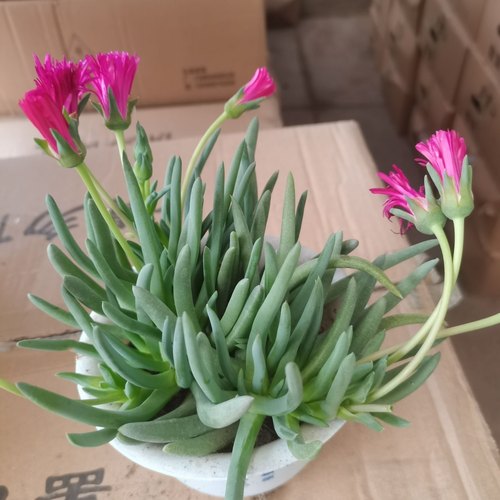 奔龙 多肉植物组合 照波番杏科办公室内桌面花卉盆栽开花多肉花苞