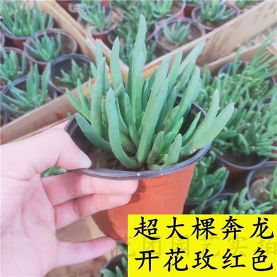 奔龙 多肉植物组合 照波番杏科办公室内桌面花卉盆栽开花多肉花苞