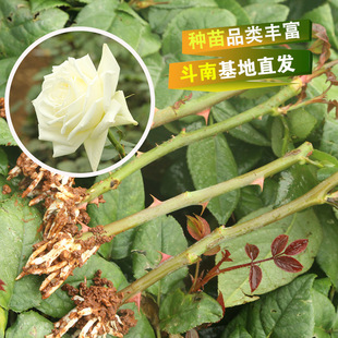 云南昆明鲜切花苗骄傲白玫瑰 坦尼克玫瑰花苗四季玫瑰丰花月季苗