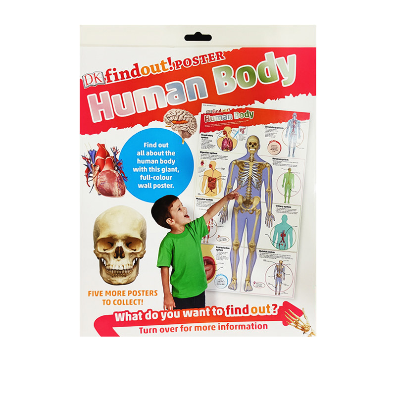 human body poster dk findout dk小科学馆系列 科普学习挂图海报