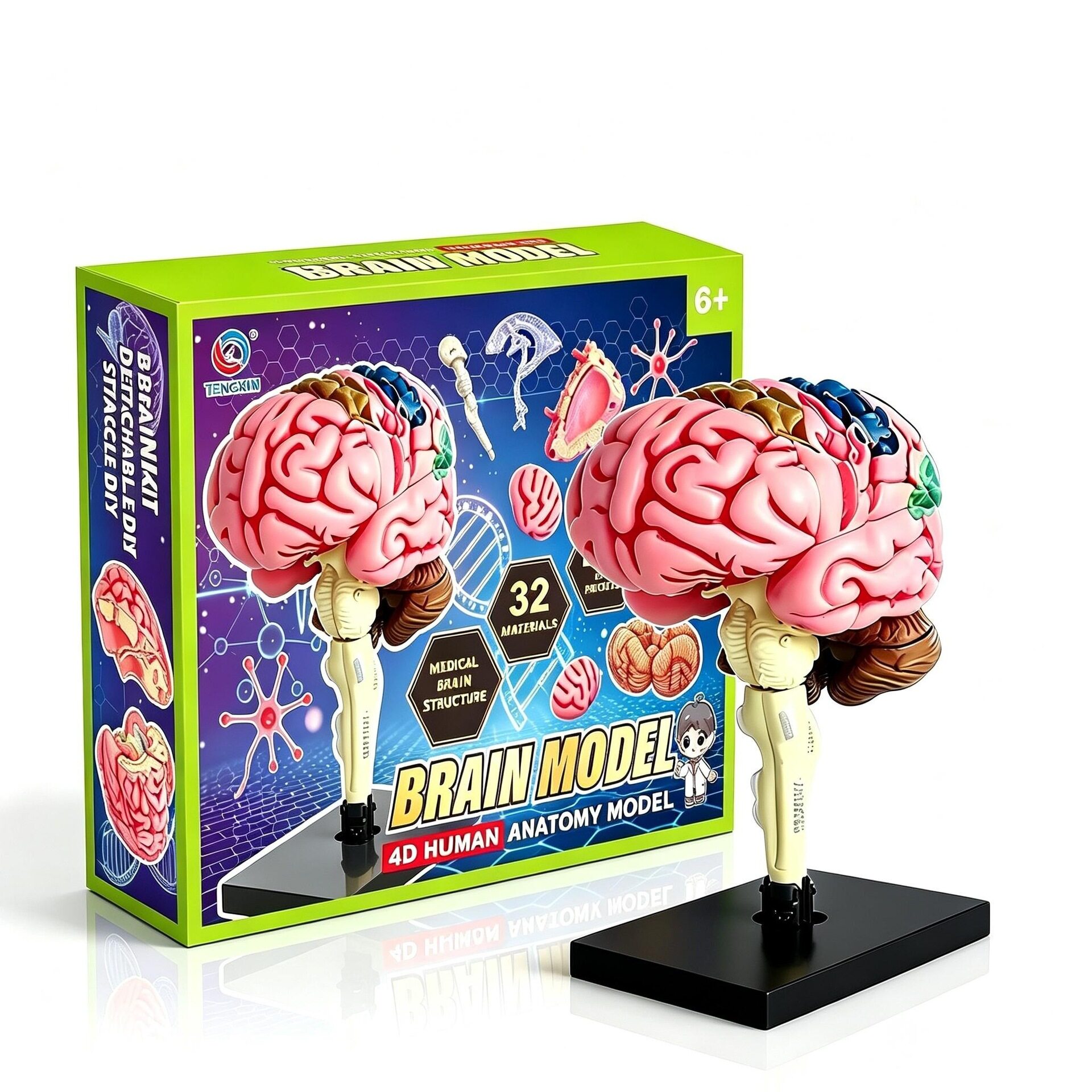 Detachable 4D Human Brain Anatomy Model人体大脑模型STEM Toy