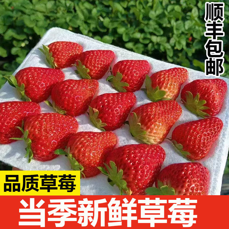 当季新鲜红草莓高山种植酸甜口感非丹东久久红颜奶油草莓顺丰包邮图片