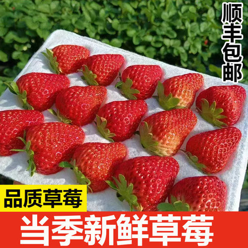 当季新鲜红草莓高山种植酸甜口感非丹东久久红颜奶油草莓顺丰包邮