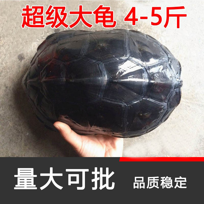 珍珠龟大小中华六线龟活体龟宠物龟/鳖
