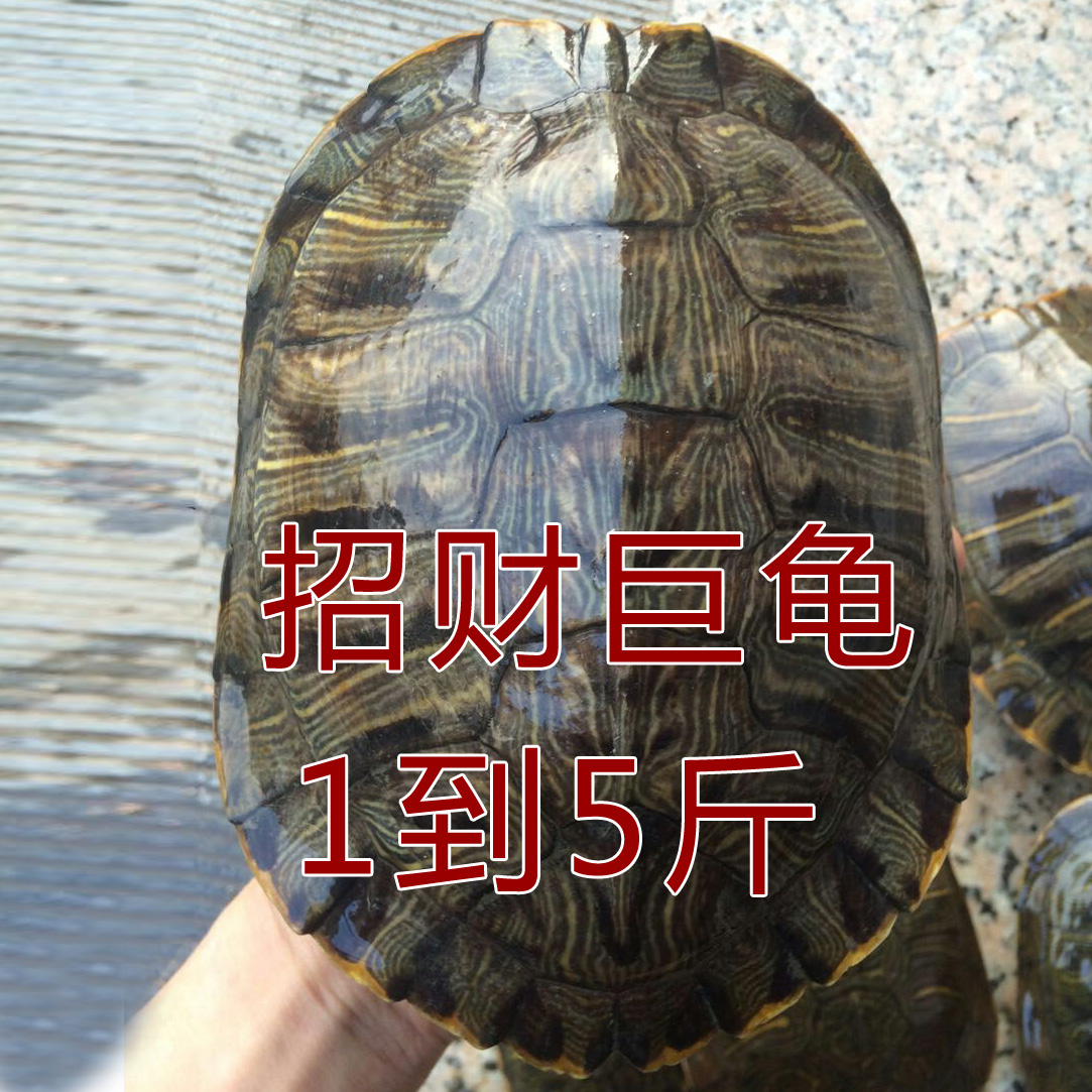 大小活体情侣不能放外塘招财龟