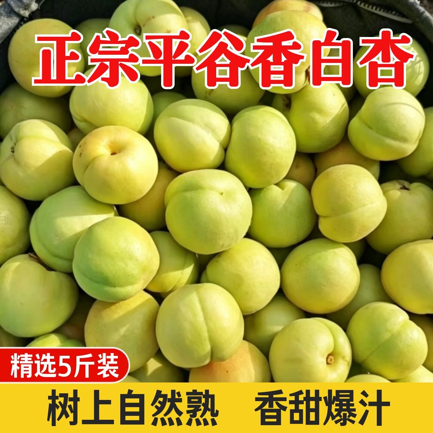 正宗平谷香白杏香甜多汁小白杏子新鲜水果纯甜杏子应季水果银白杏