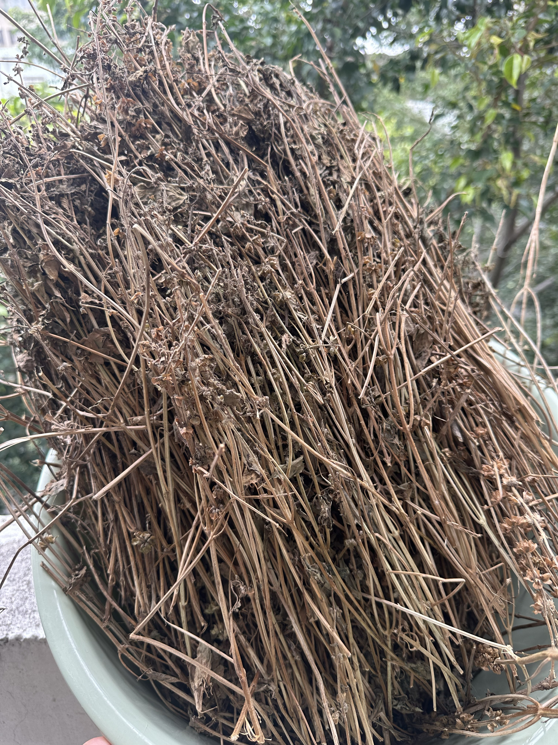 2024新品 九层塔草金不换中草药 茴香草 罗勒农家自晒无硫干品