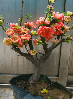 长寿冠海棠盆栽树苗盆景重瓣红色老桩庭院绿植物室内花卉
